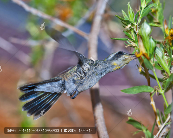 女藍(lán)喉蜂鳥喂食