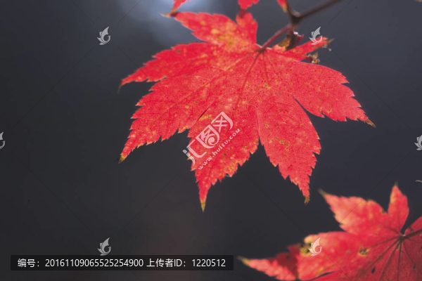 自然觀