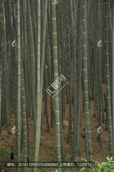 自然觀