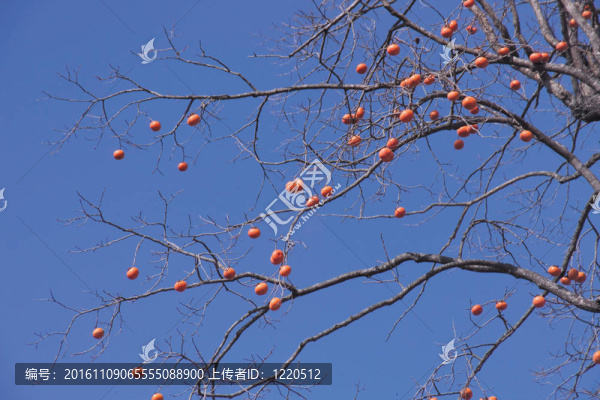 自然觀(guān)