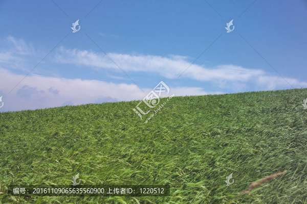 自然觀