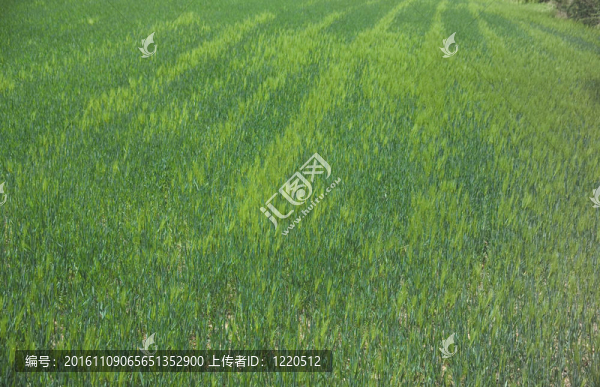 自然觀