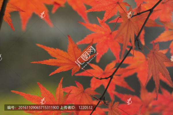 自然觀