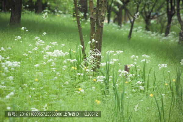 自然觀