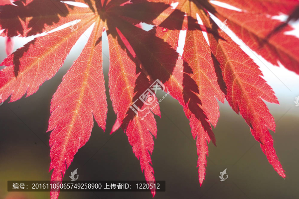 自然觀