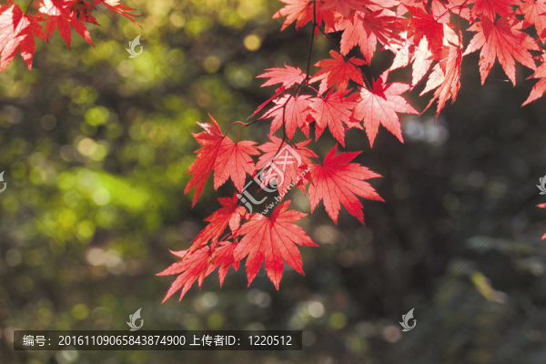 自然觀