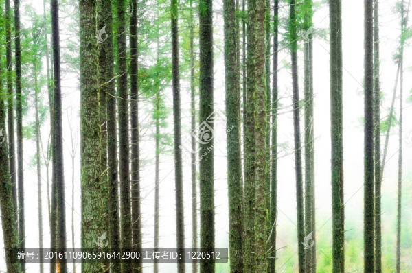 抽象森林模糊背景