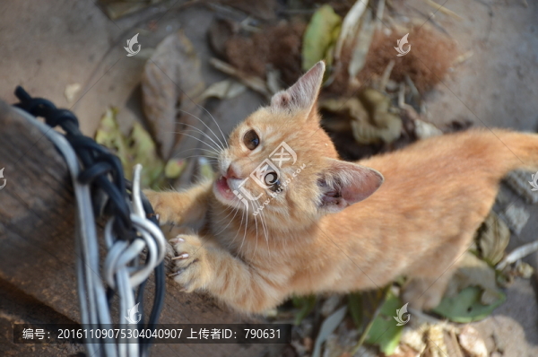 貓