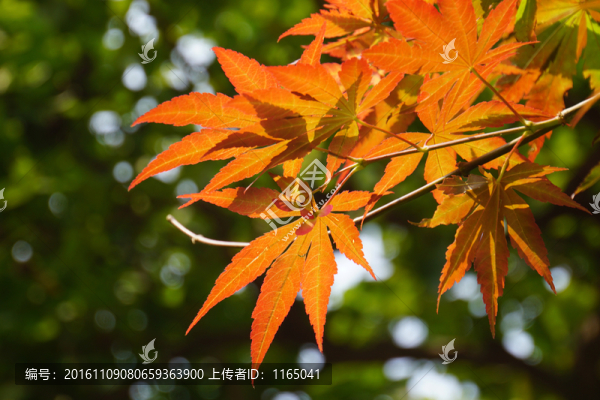 黃葉