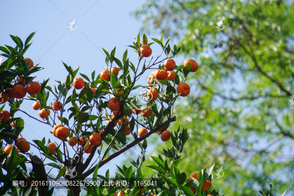 橘子樹