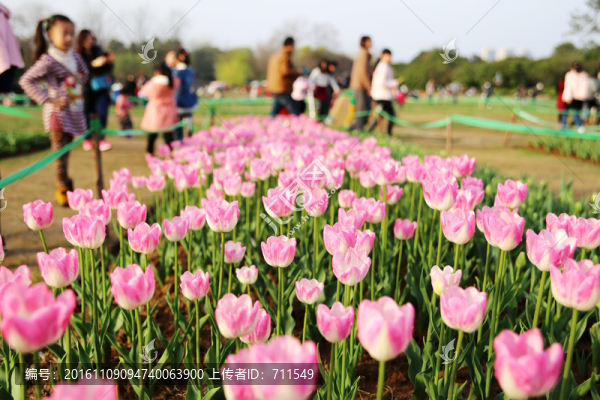合肥植物園郁金香