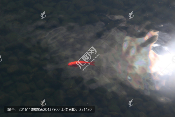 魚