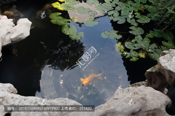 金魚,招財,太平天國
