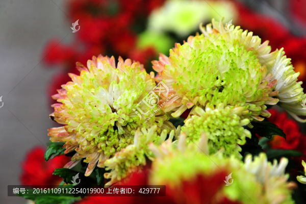 菊花