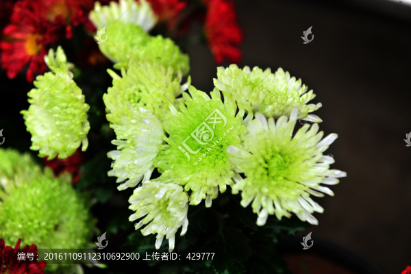 菊花