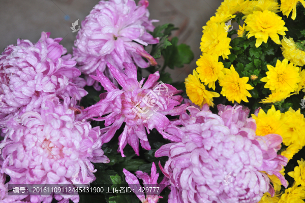 菊花