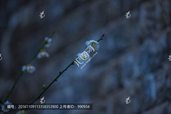 梅花