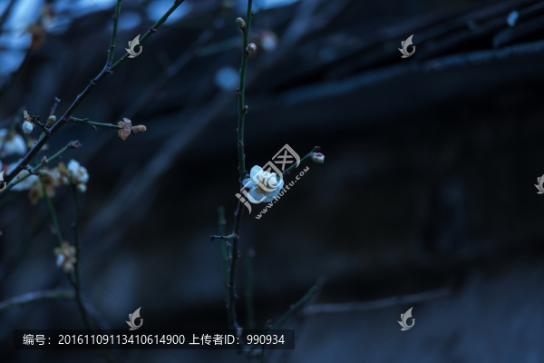 梅花