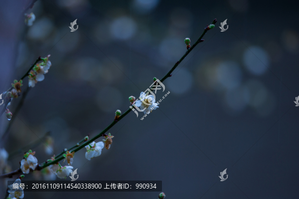 梅花