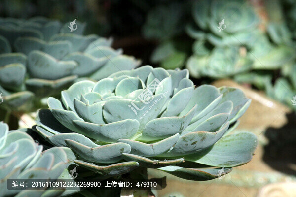 肉肉植物,多肉植物,多肉
