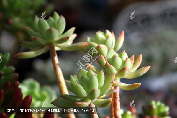 肉肉植物,多肉植物