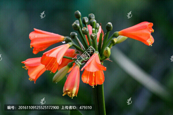 花卉,花,鮮花,君子蘭