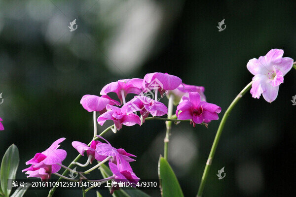花卉,花,鮮花,花草,蝴蝶蘭