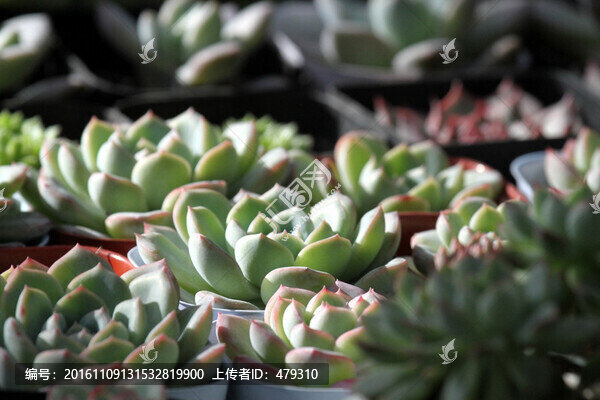 肉肉植物,多肉植物