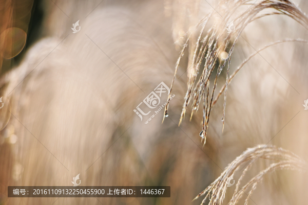 蘆花露水