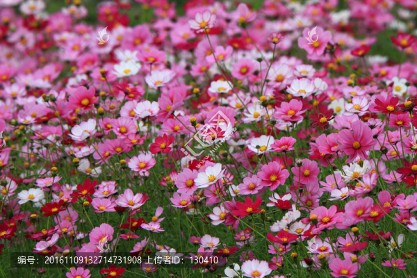 格桑花