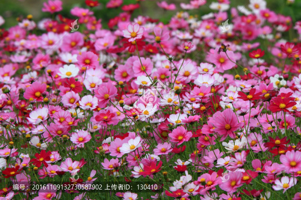 格桑花