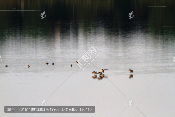 水鳥