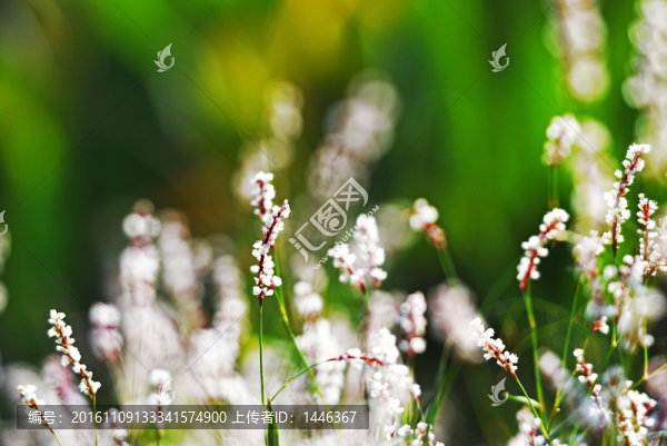 小花