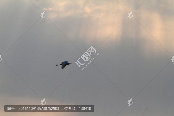 飛鳥,烏云