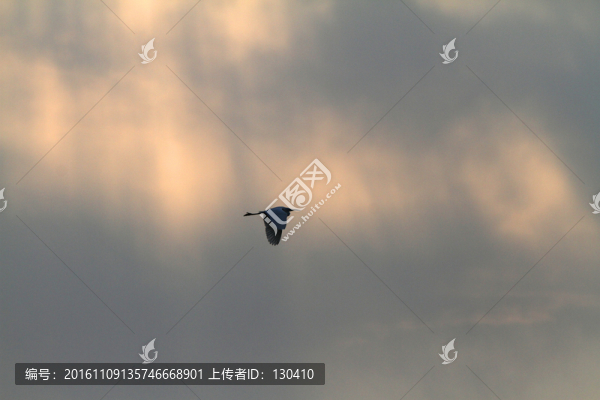 飛鳥,烏云