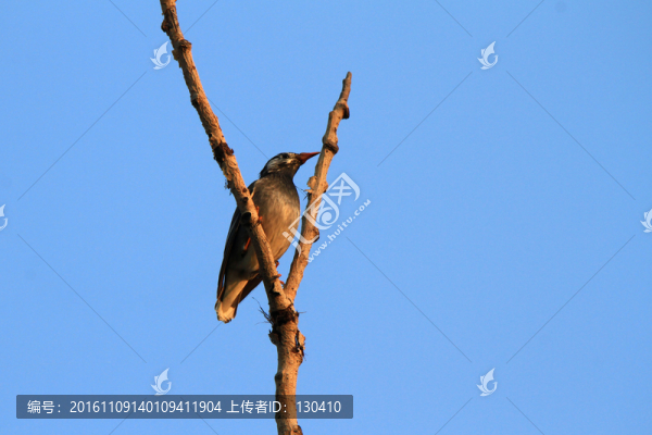 灰椋鳥(niǎo)