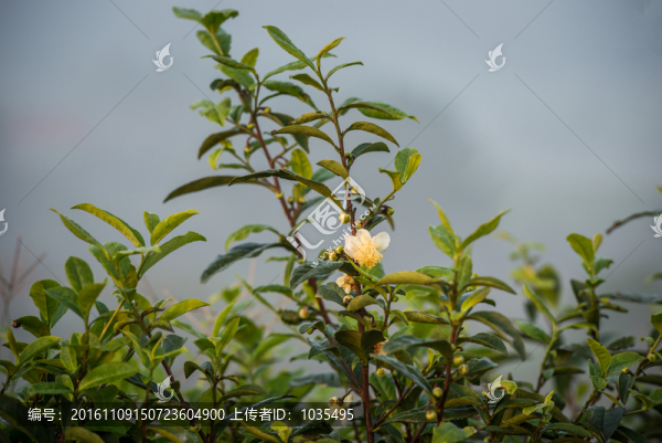 茶樹