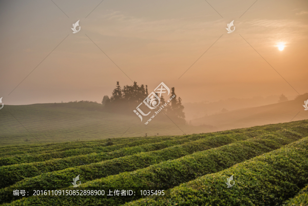 茶園晨暉