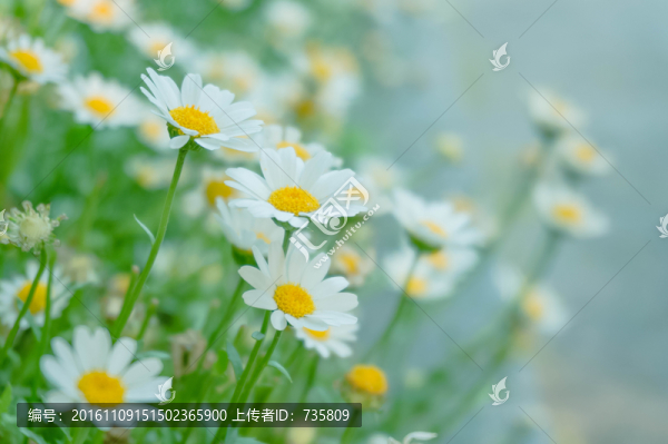 白菊花