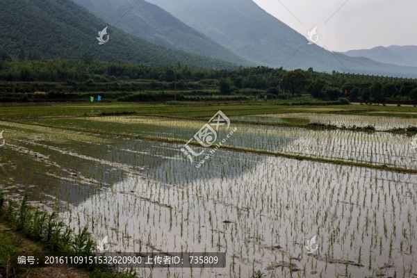 水稻田