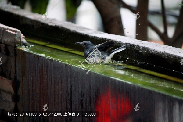 鳥(niǎo)洗澡