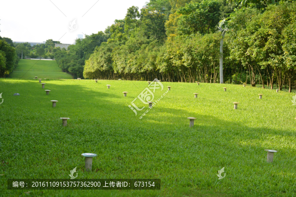 陽光草地