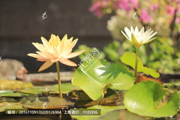 荷花
