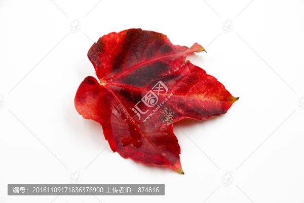 樹葉