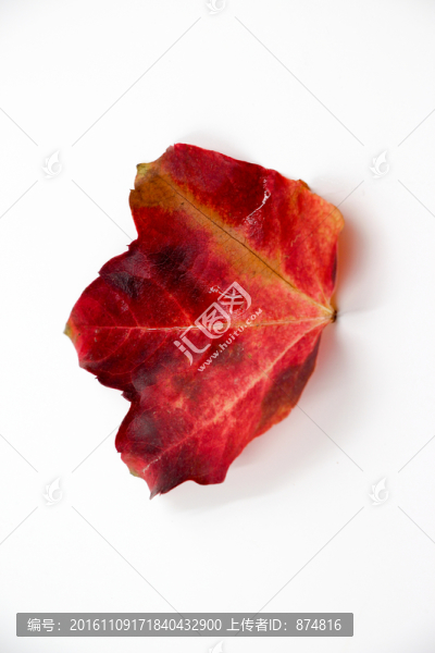 紅葉