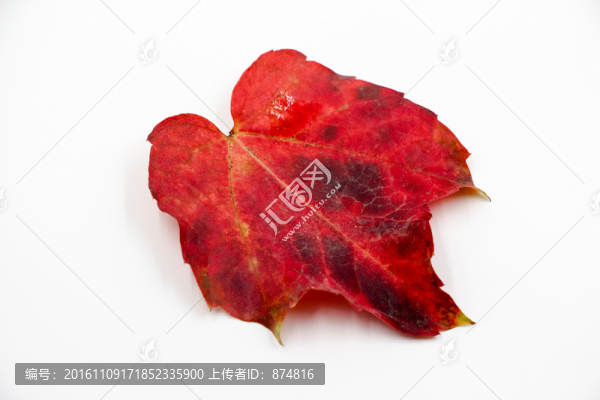 樹(shù)葉