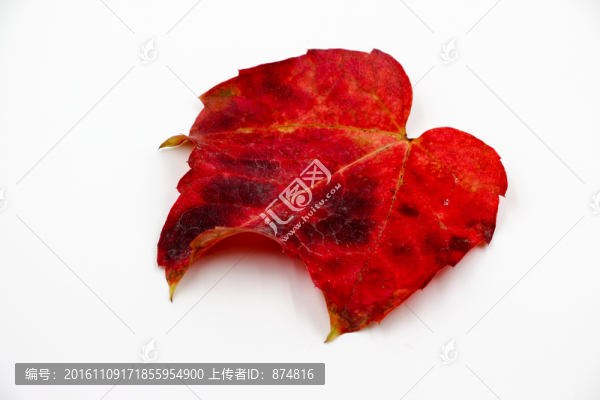 樹葉