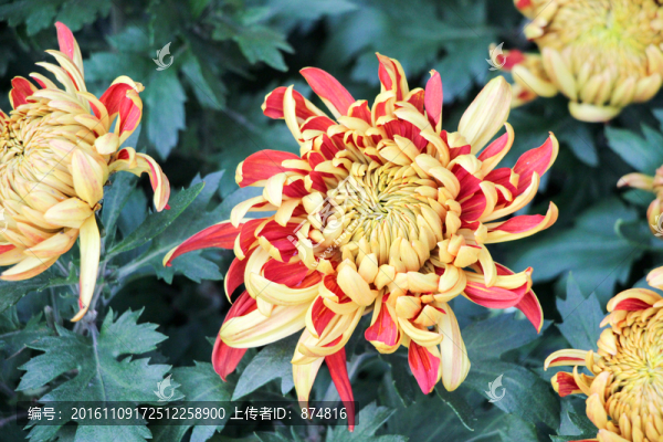 菊花