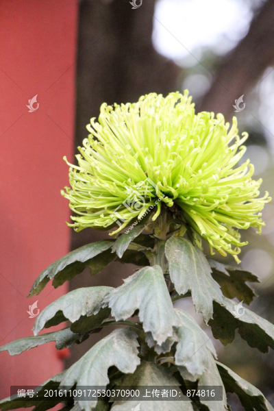 菊花