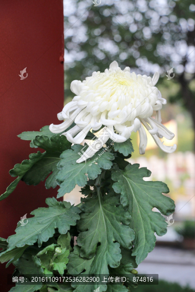 菊花
